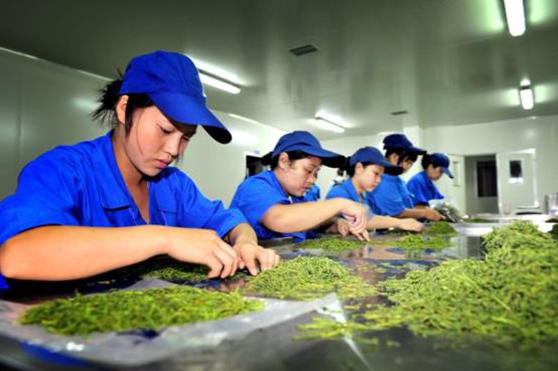 科普解读类:了解茶叶种植基地,如何成为绿色产业的“绿叶”